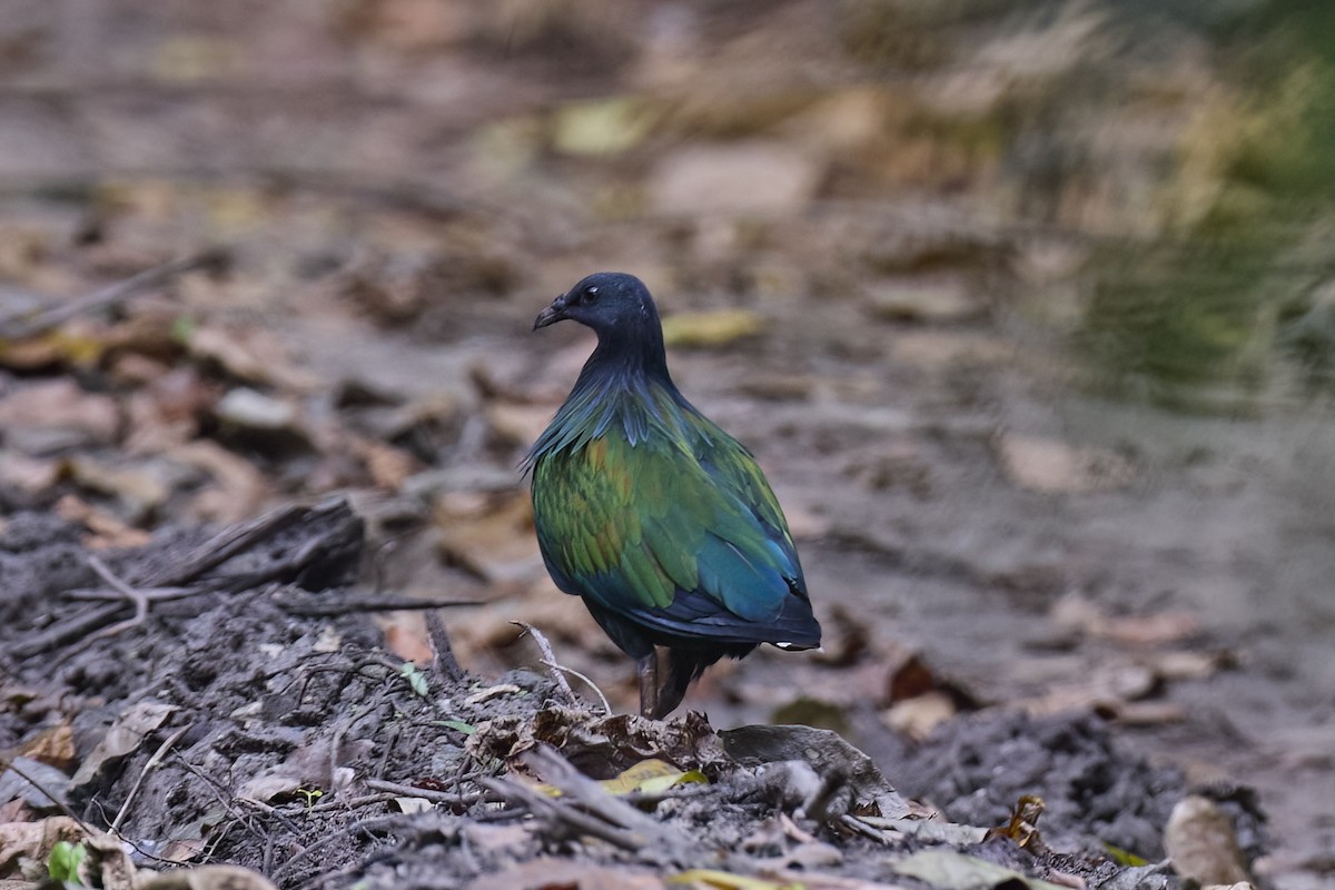 Nicobar Pigeon - ML614383306
