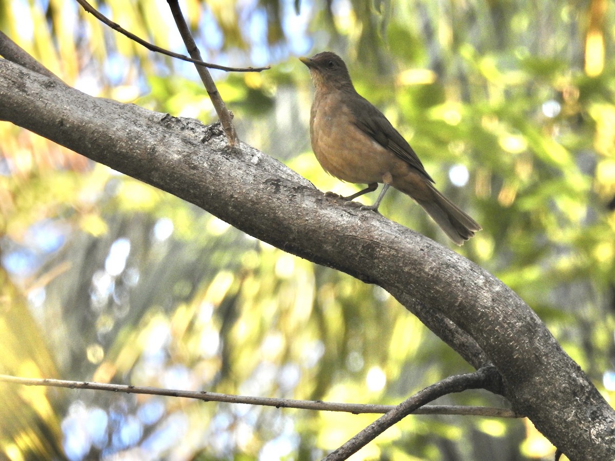 Clay-colored Thrush - Tim Ryan