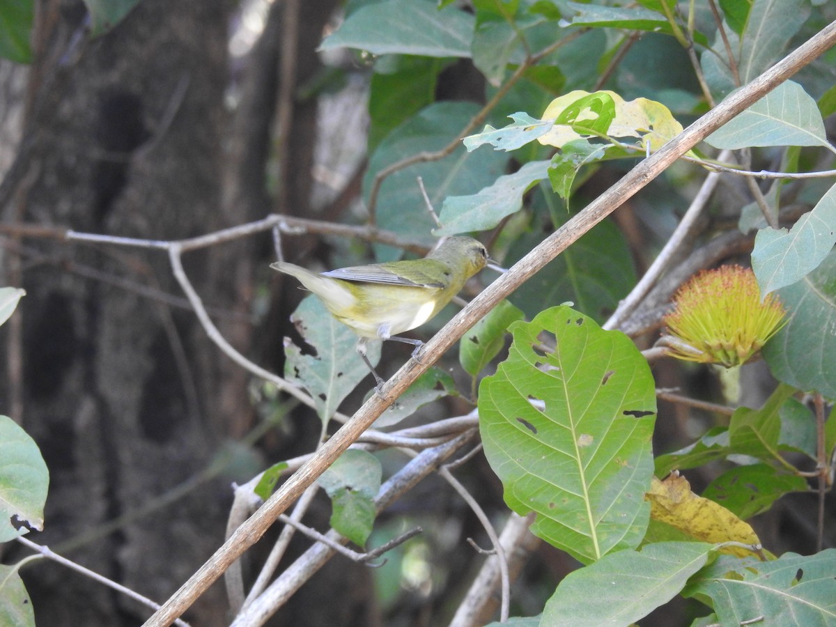 Tennessee Warbler - Tim Ryan