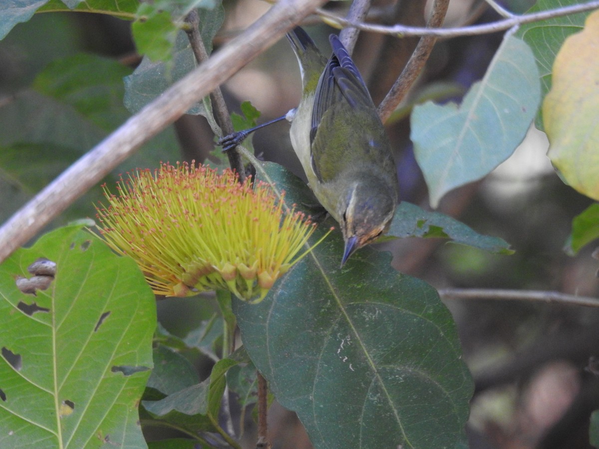 Tennessee Warbler - Tim Ryan