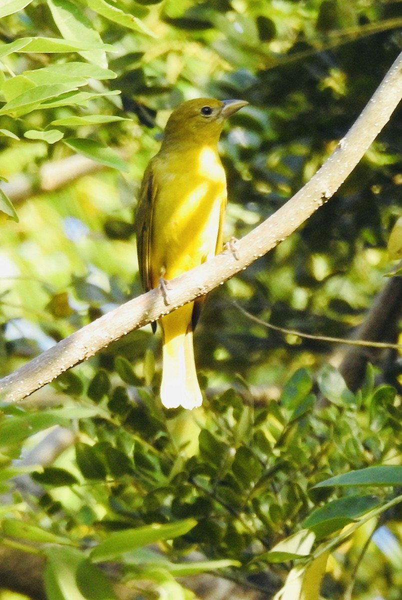 Summer Tanager - ML614383467