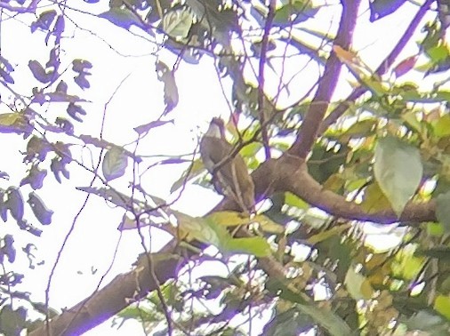 Cinereous Bulbul - ML614383557