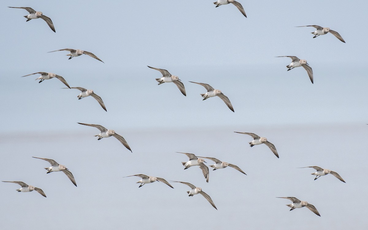 Great Knot - ML614383600