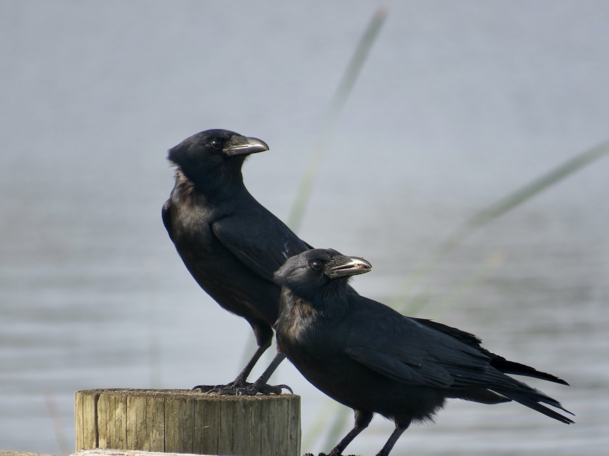 Fish Crow - ML614383642