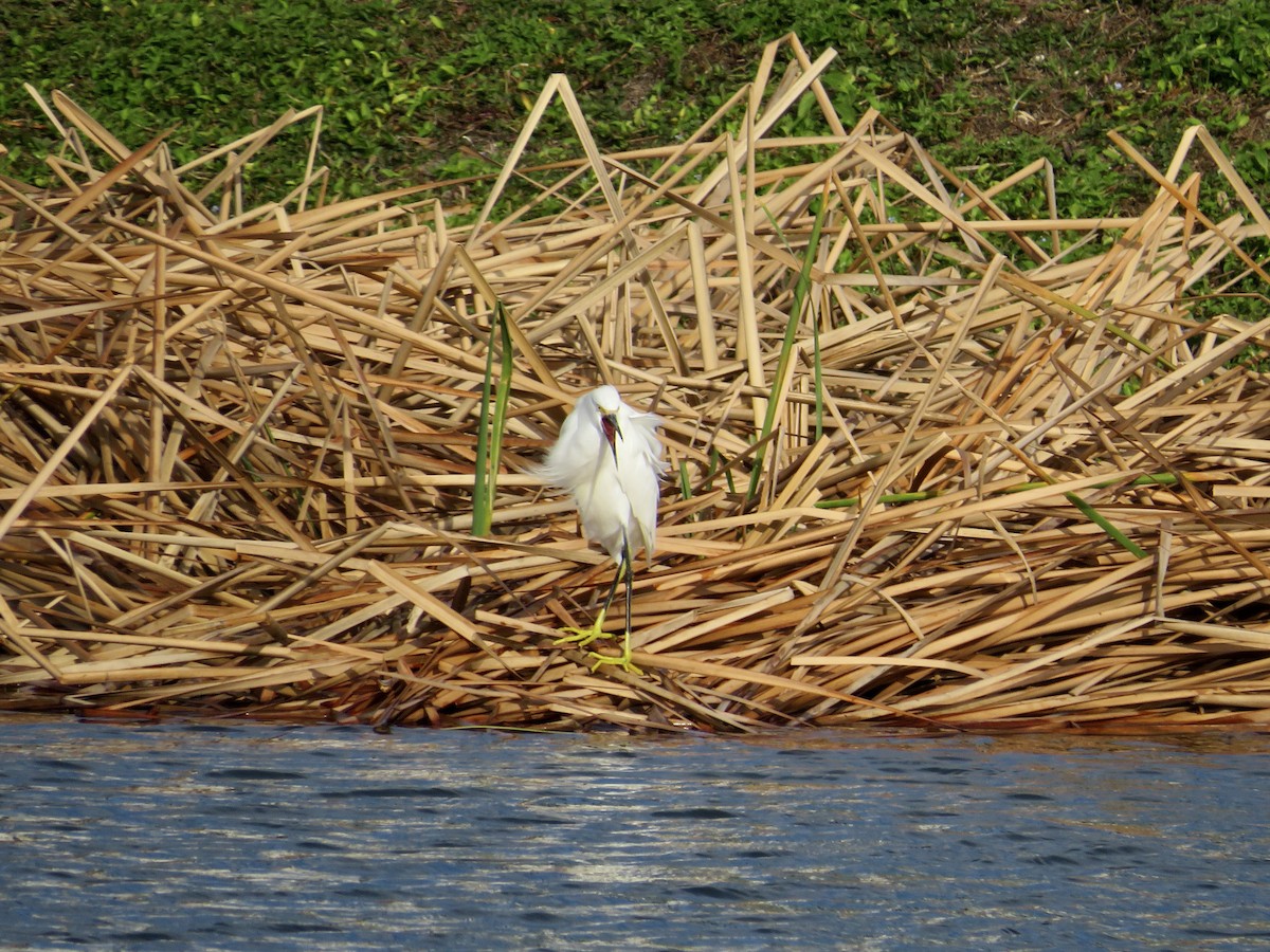 Snowy Egret - ML614383668