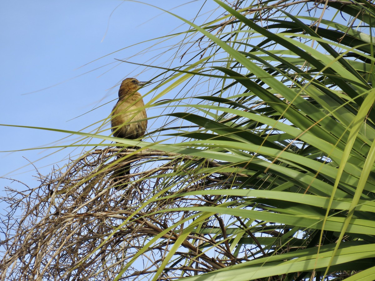 Boat-tailed Grackle - ML614383682