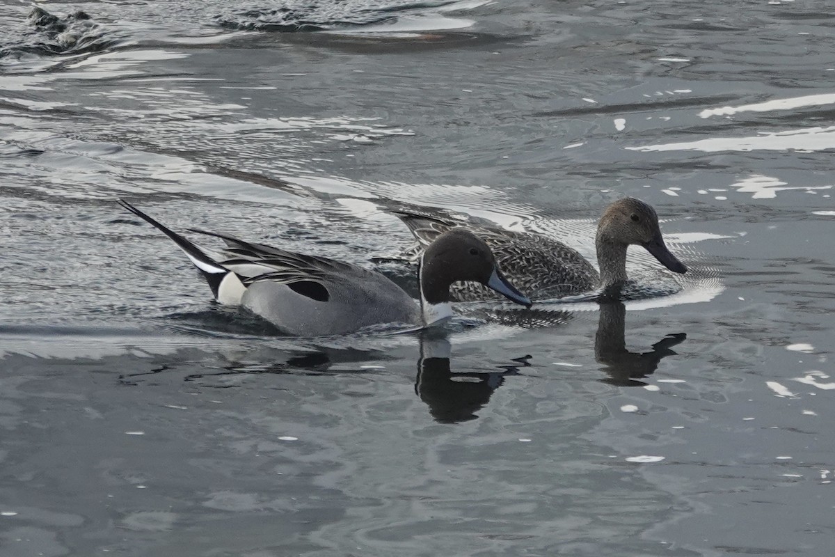 Northern Pintail - ML614383712