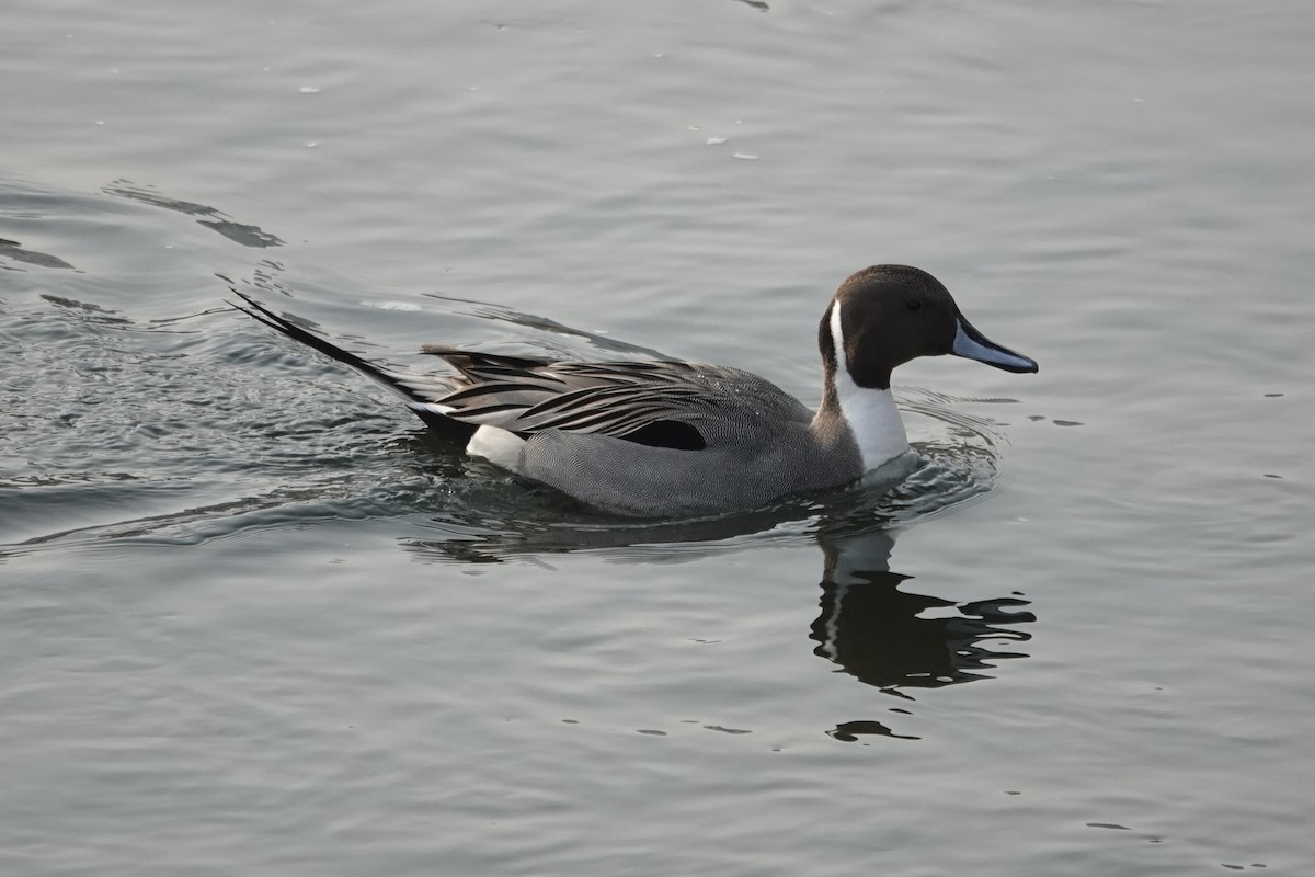 Northern Pintail - ML614383713