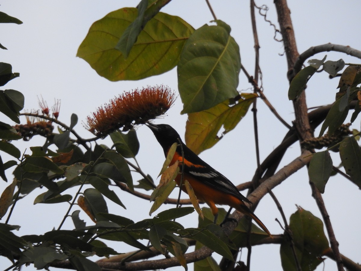 Oriole de Baltimore - ML614383739