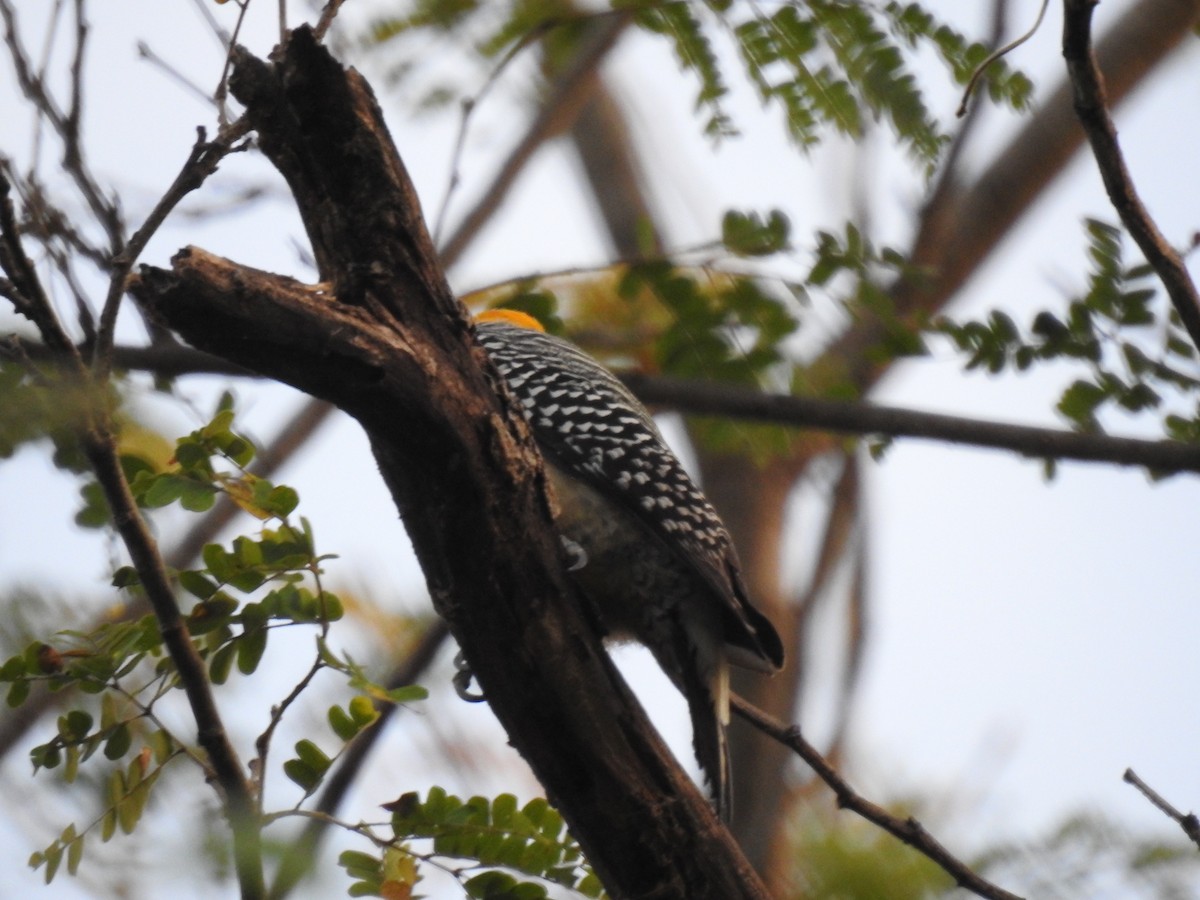 Hoffmann's Woodpecker - Tim Ryan