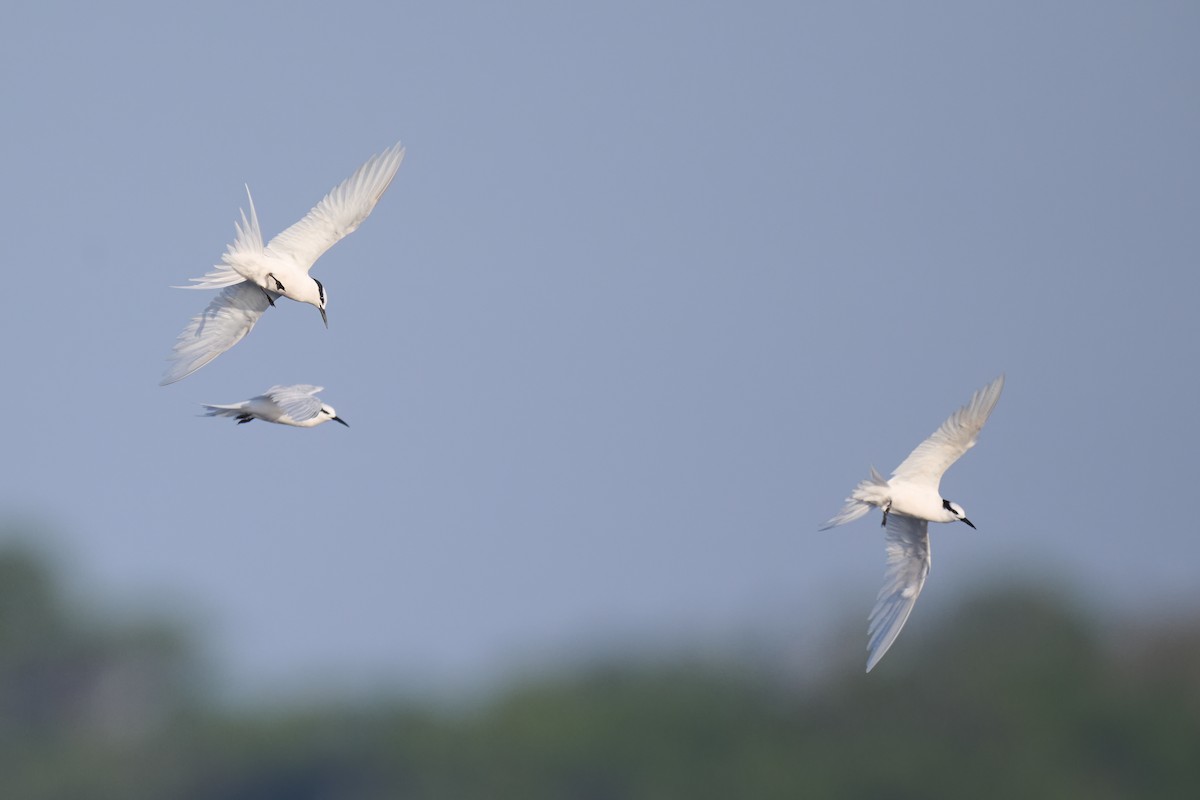 Black-naped Tern - ML614383855