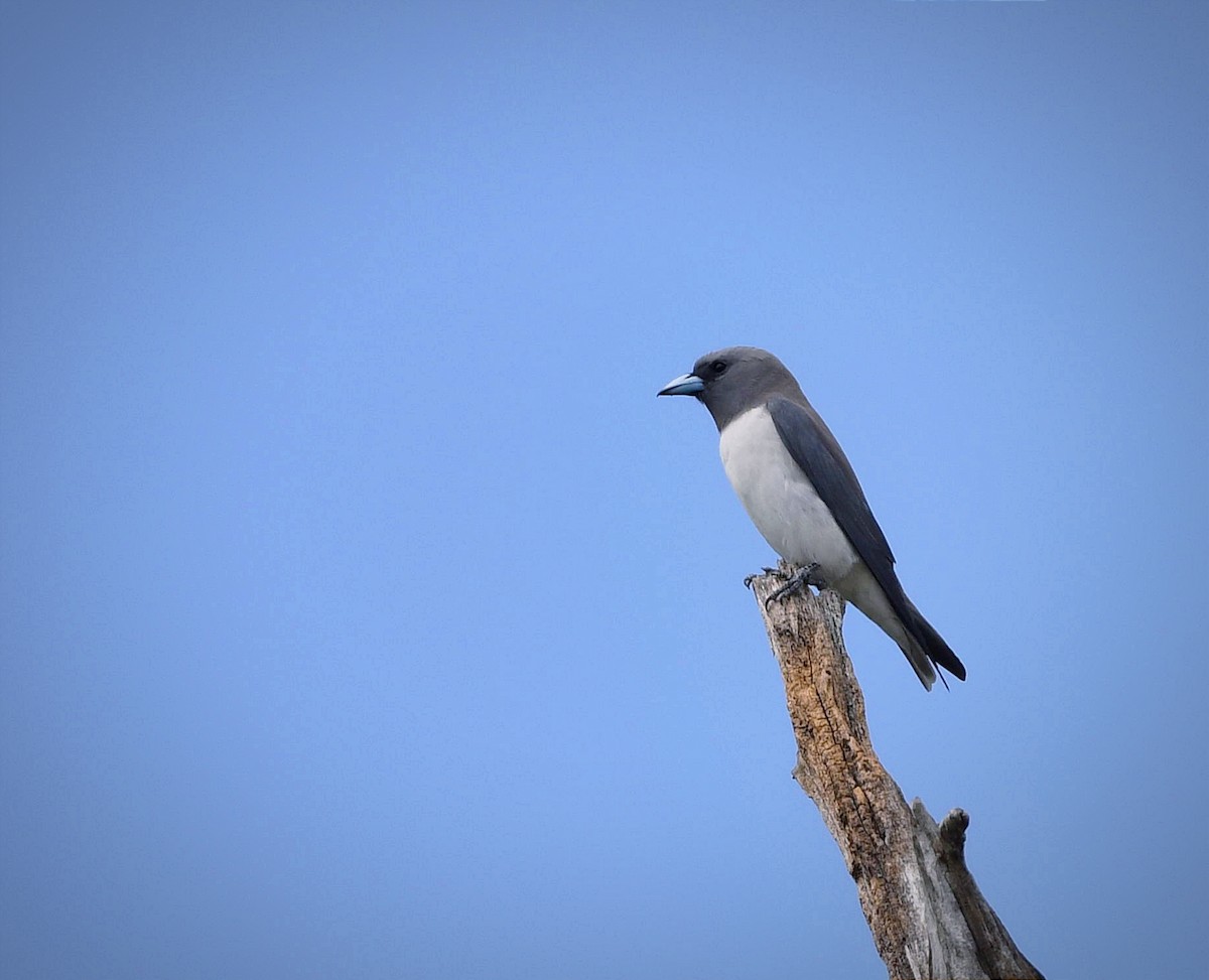 White-breasted Woodswallow - ML614383921