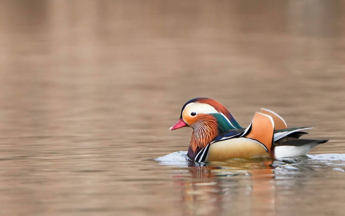 Mandarin Duck - ML614383922