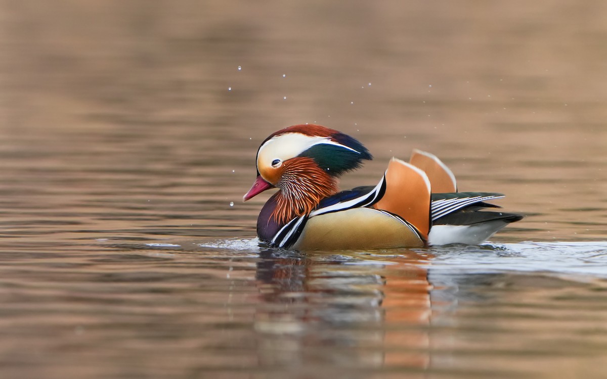 Mandarin Duck - ML614383923