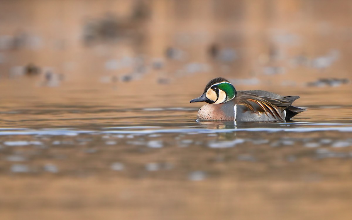 Baikal Teal - ML614383927