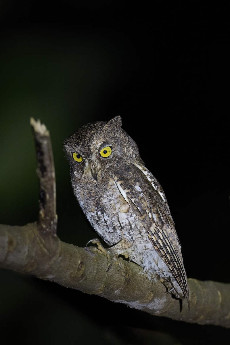 Oriental Scops-Owl (Walden's) - ML614383928