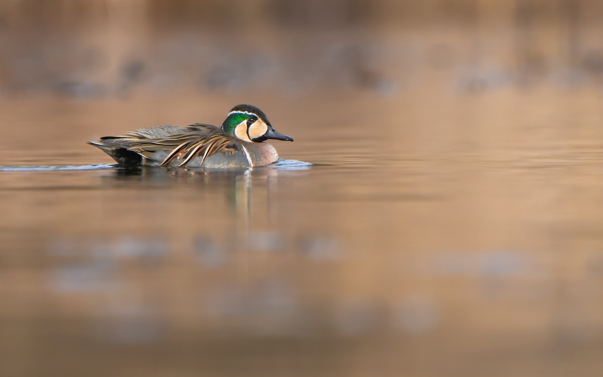 Baikal Teal - ML614383929