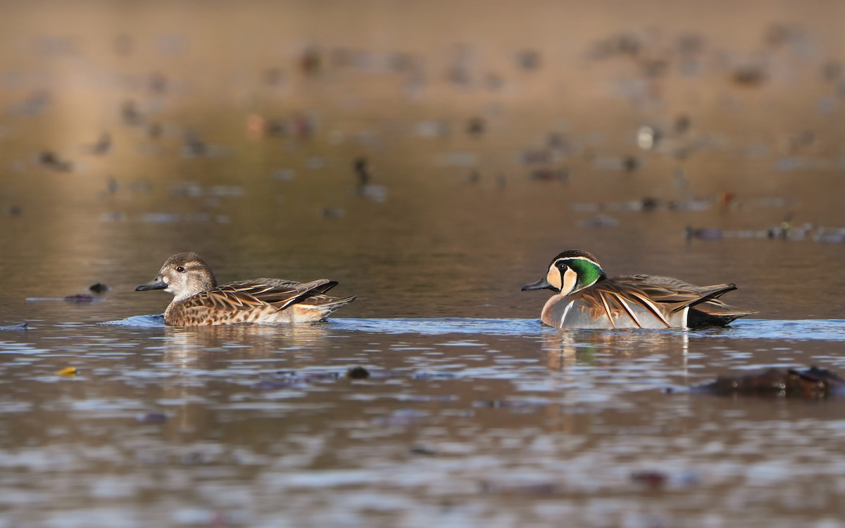 Baikal Teal - Edmond Sham