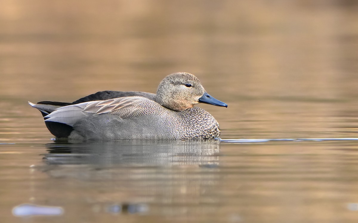 Gadwall - ML614383939