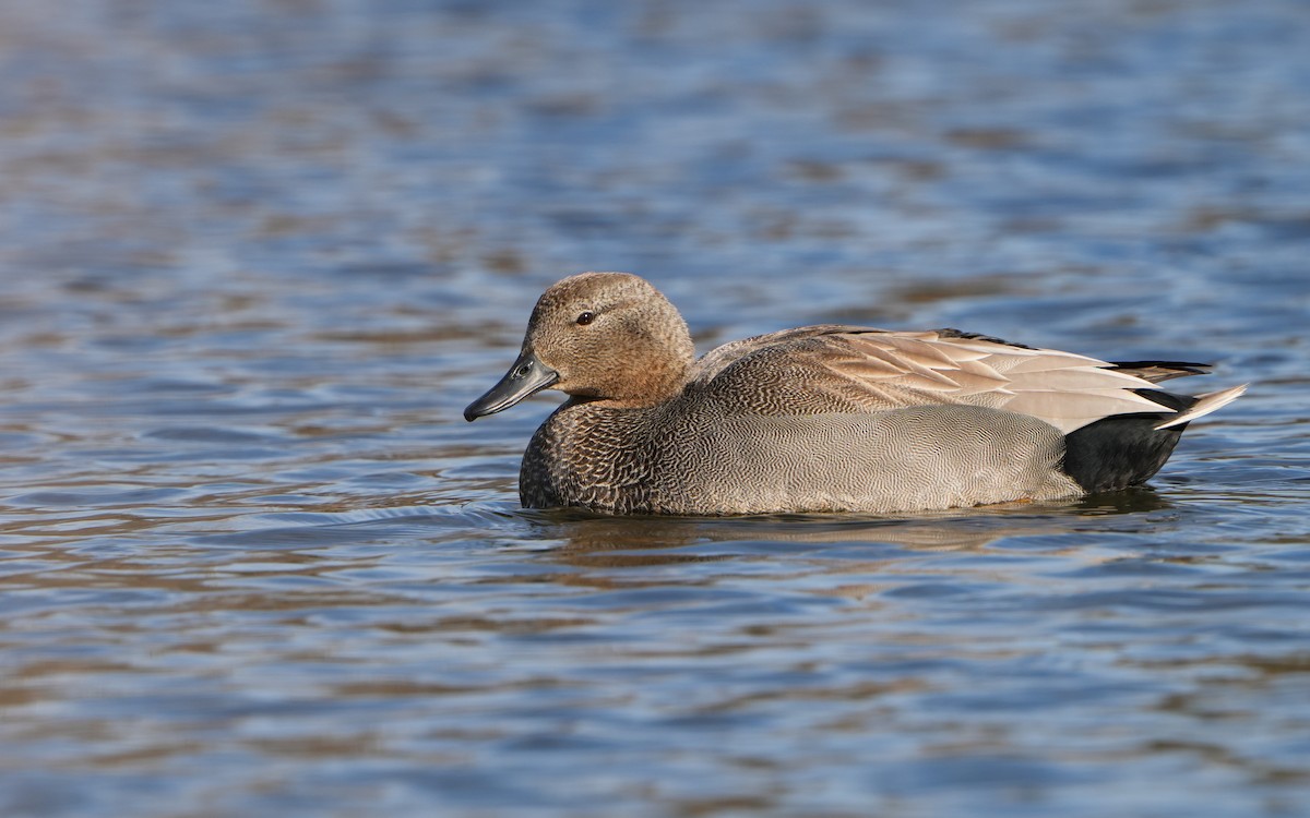 Gadwall - ML614383941