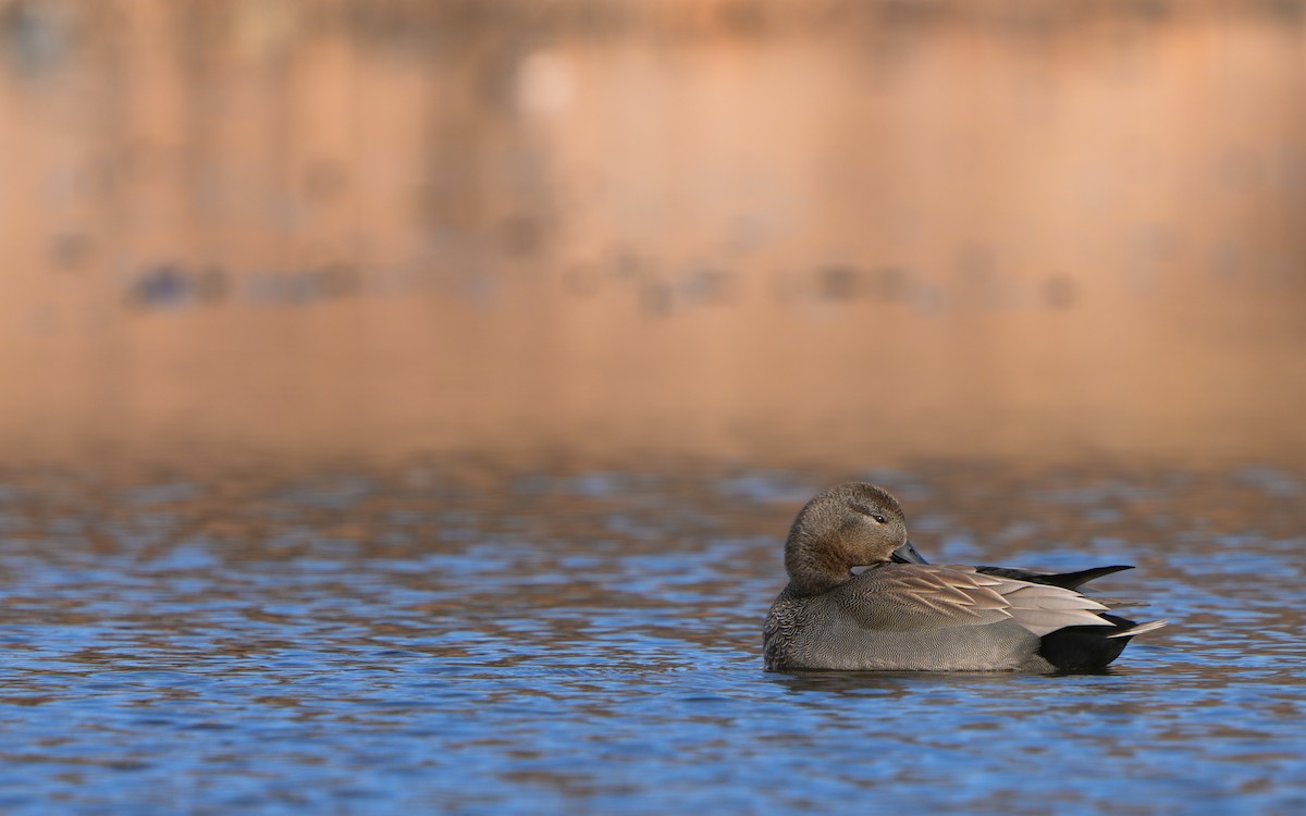 Gadwall - Edmond Sham