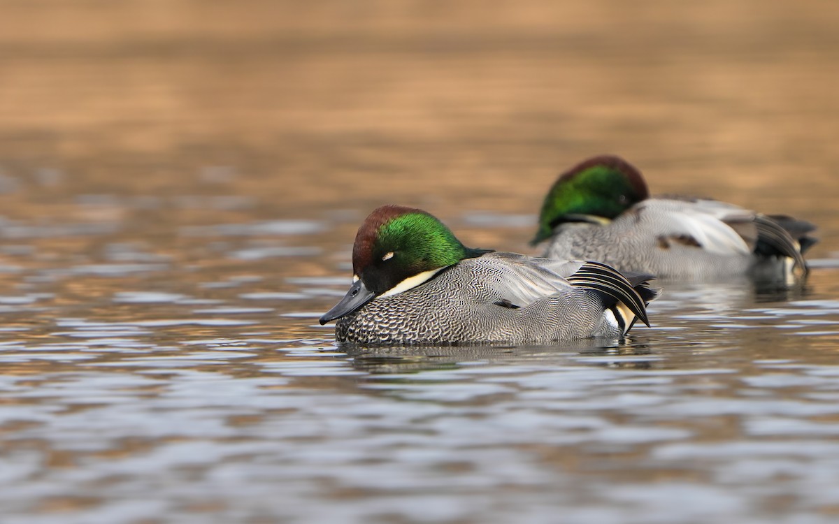 Falcated Duck - ML614383953