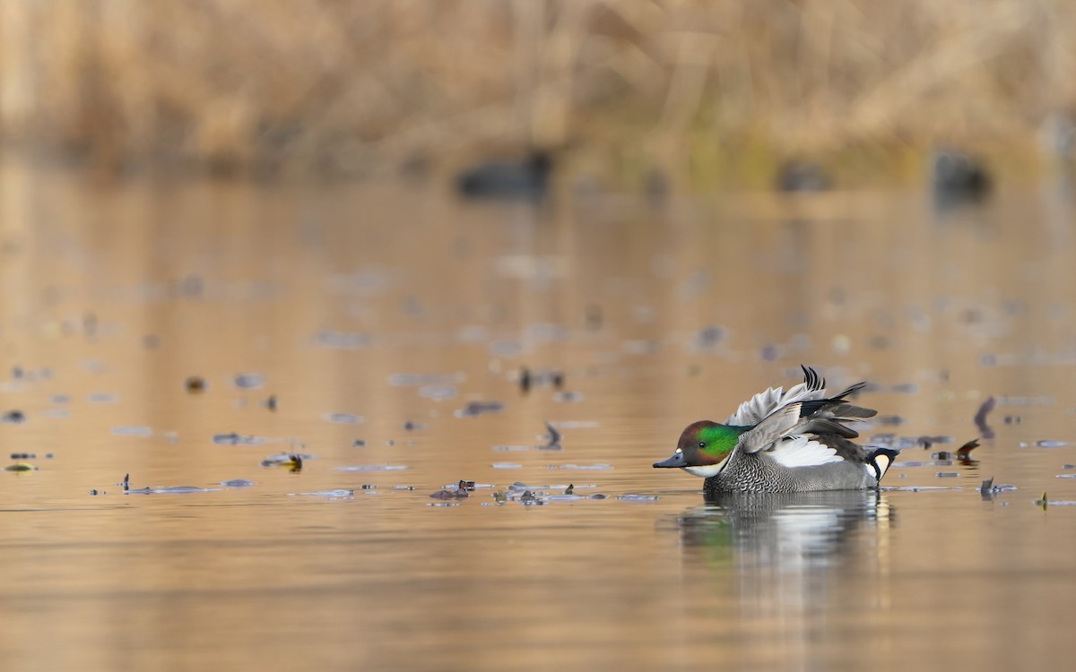 Falcated Duck - ML614383954