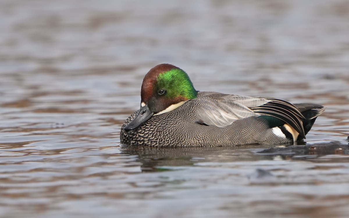 Falcated Duck - ML614383956