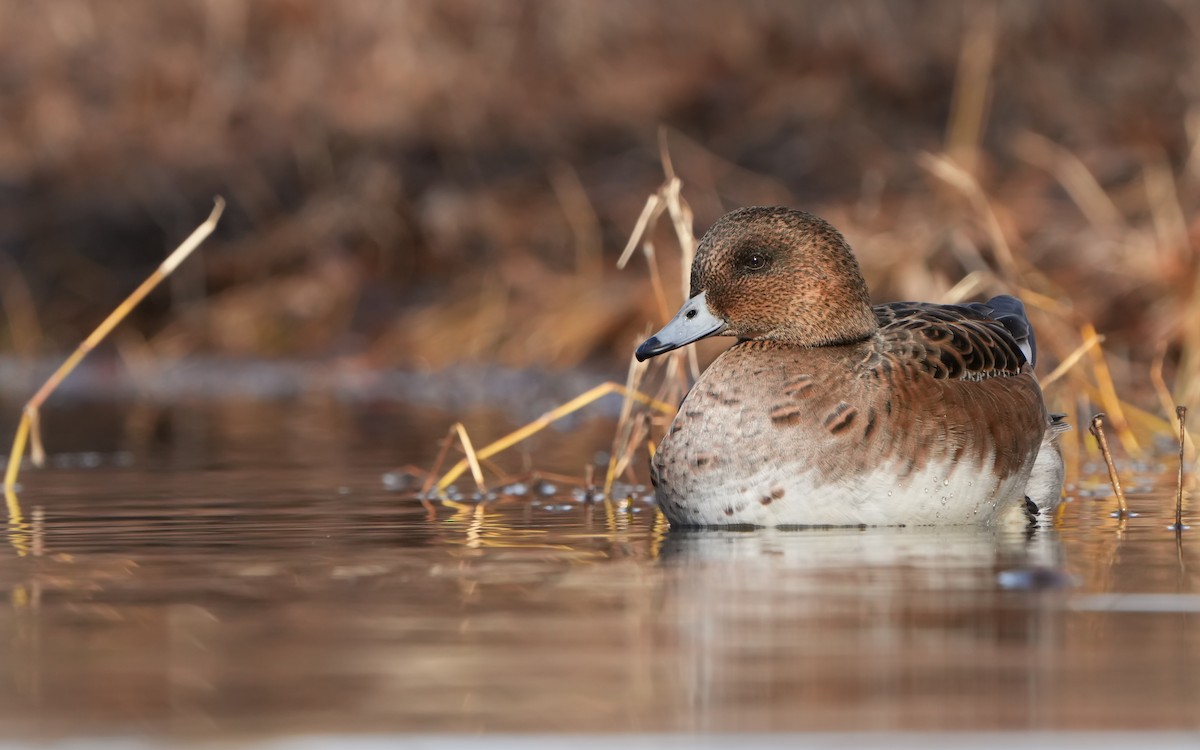 Eurasian Wigeon - ML614383958