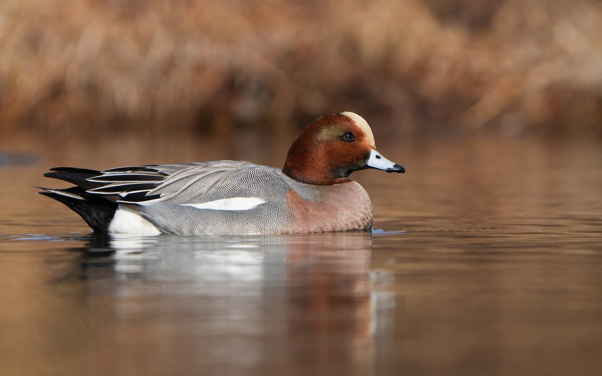 Eurasian Wigeon - ML614383959