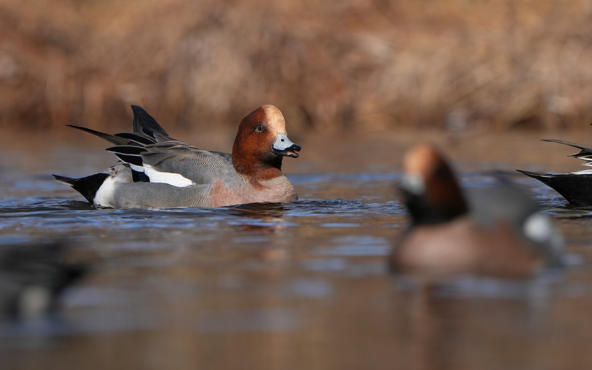 Eurasian Wigeon - Edmond Sham