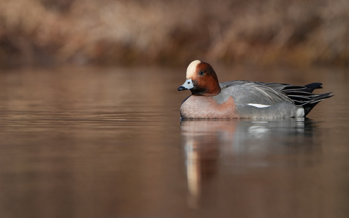 Eurasian Wigeon - ML614383963