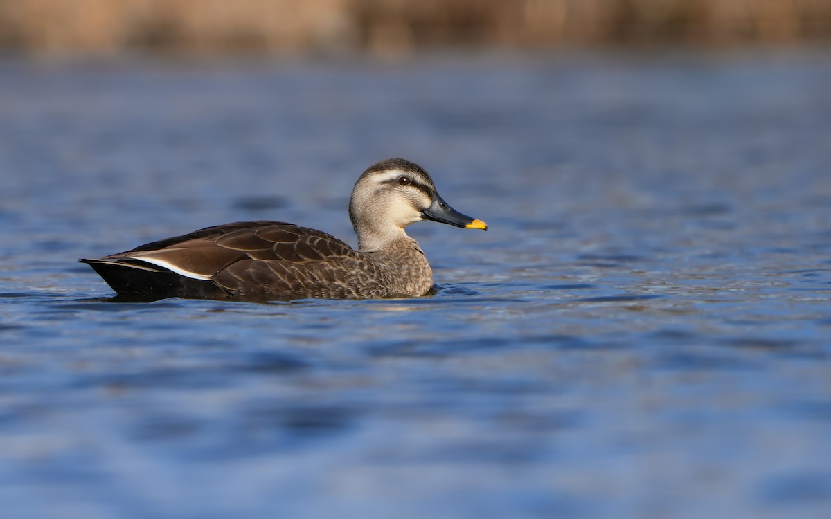 Eastern Spot-billed Duck - Edmond Sham