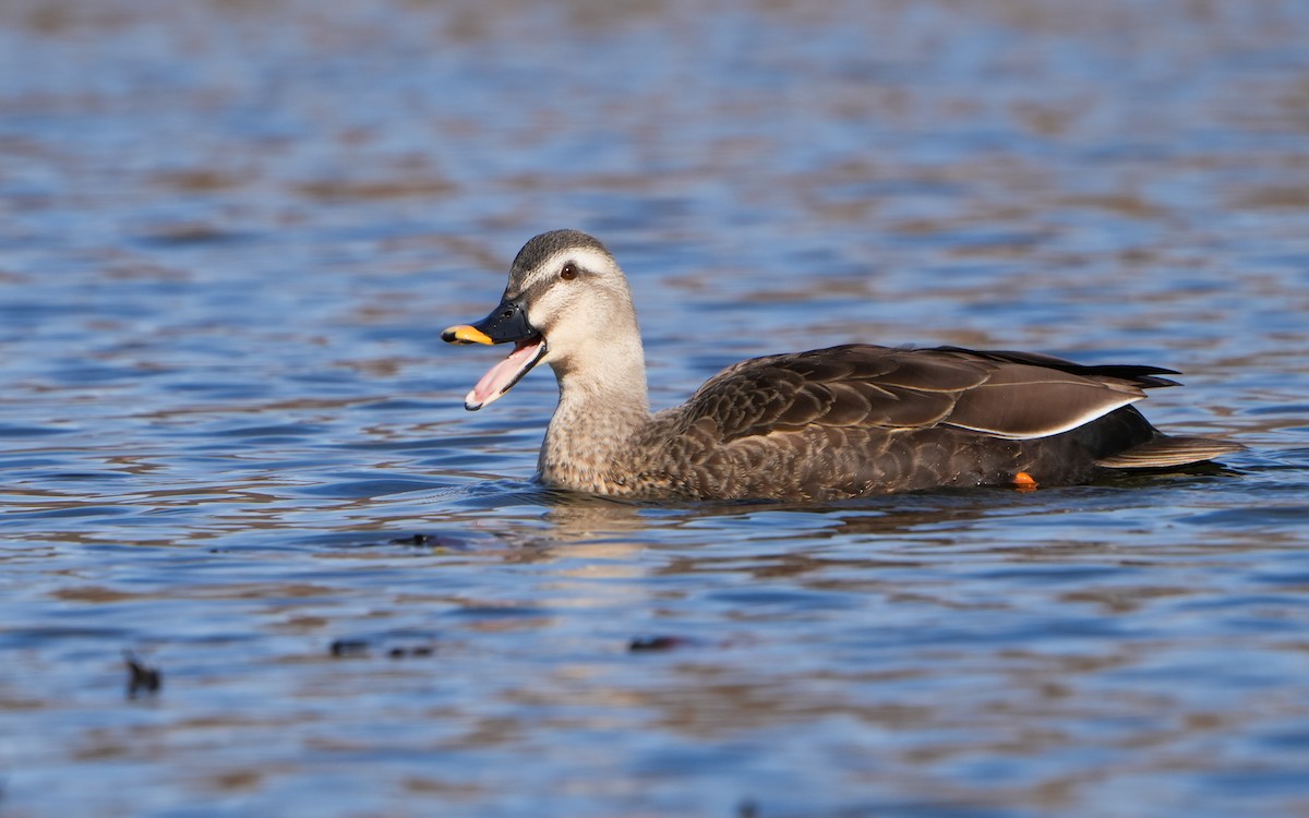 Eastern Spot-billed Duck - ML614383965