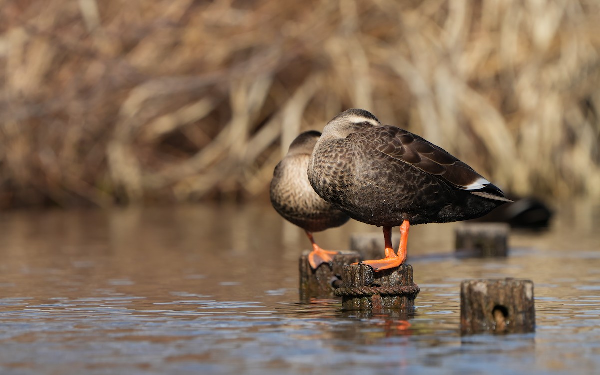 Eastern Spot-billed Duck - Edmond Sham