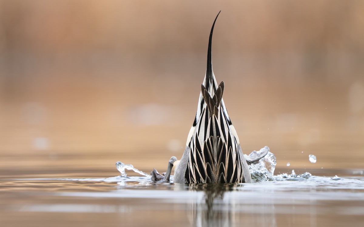 Northern Pintail - ML614383974