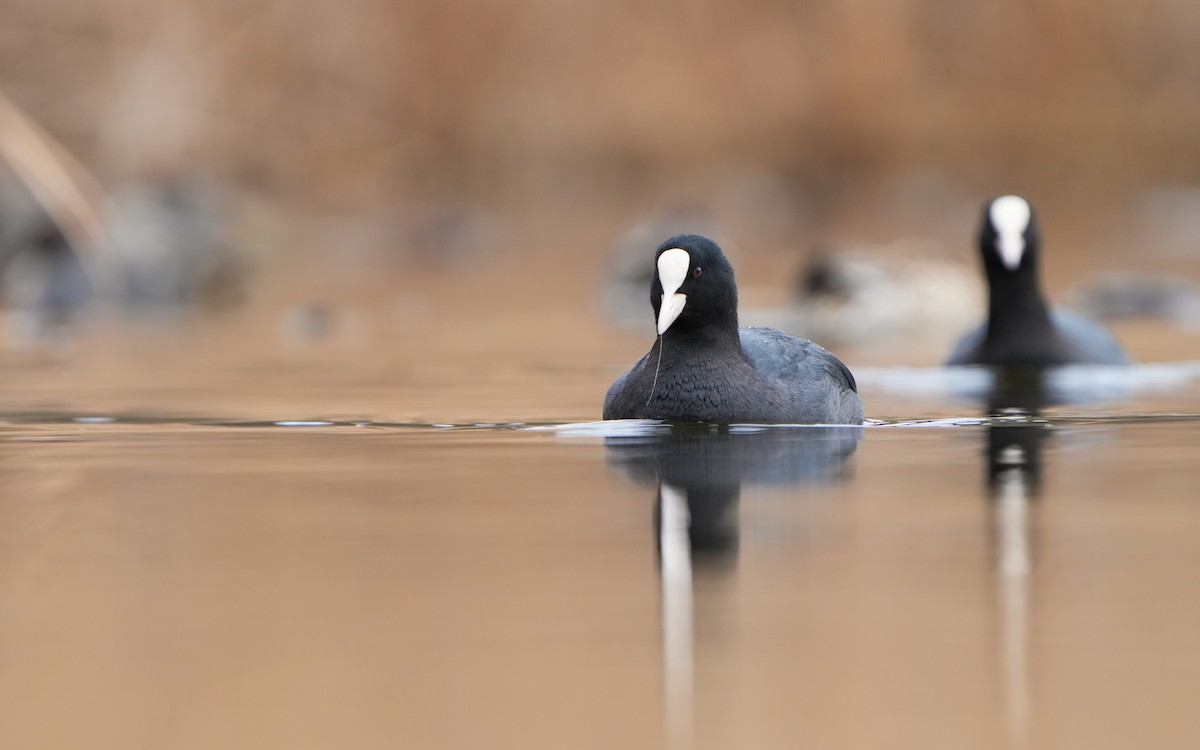 Eurasian Coot - ML614383976