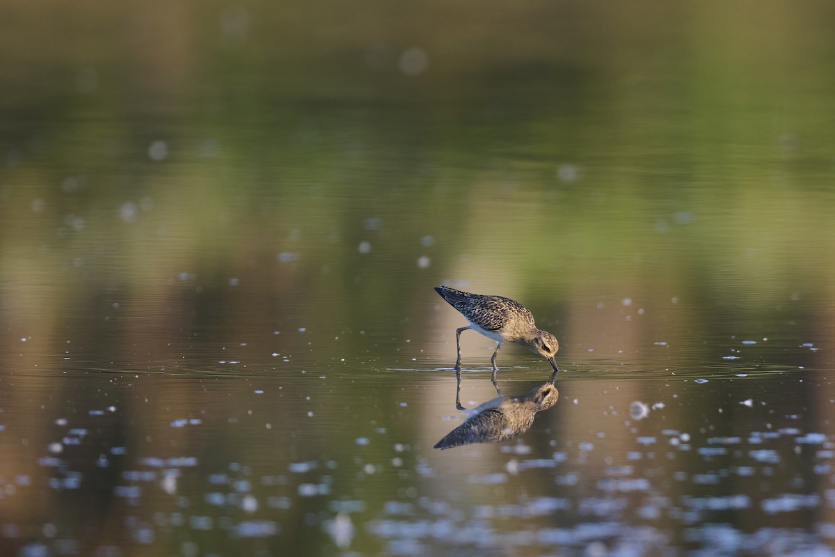 Pacific Golden-Plover - Manjunath Desai