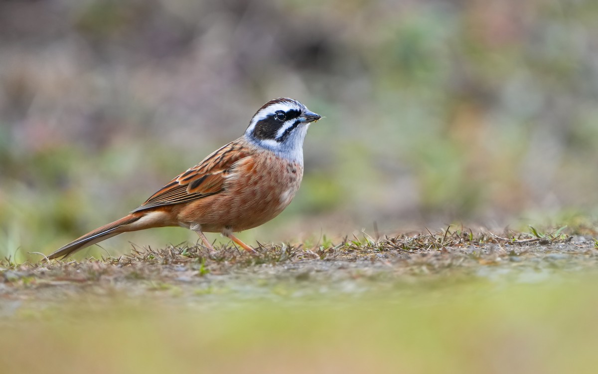 Meadow Bunting - ML614383993