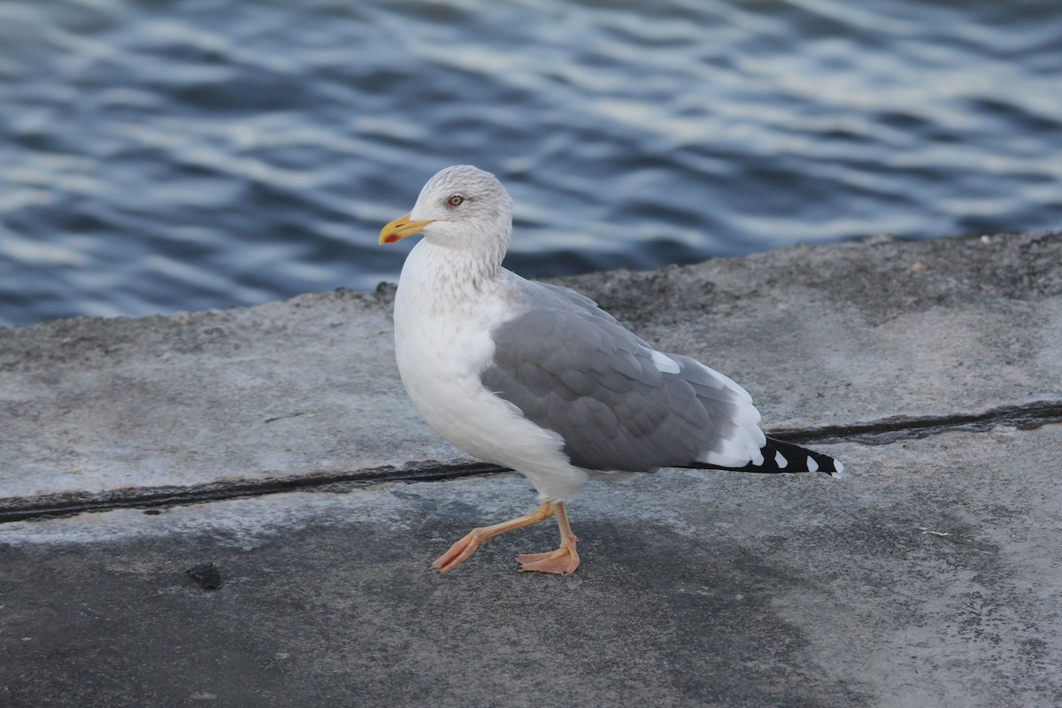 Lesser Black-backed Gull (taimyrensis) - ML614384090