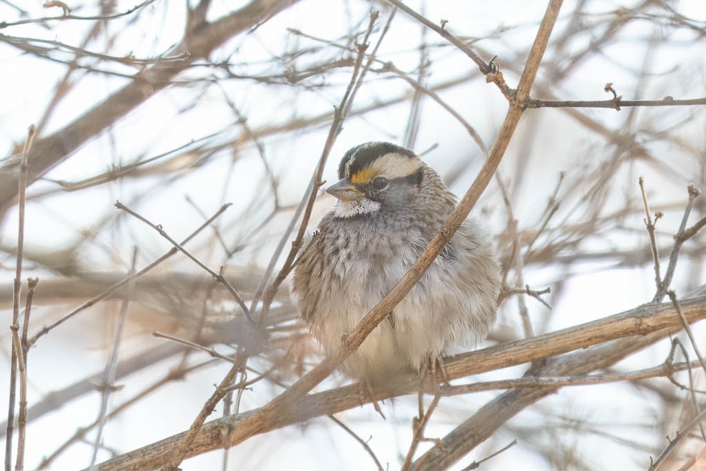 White-throated Sparrow - ML614384268