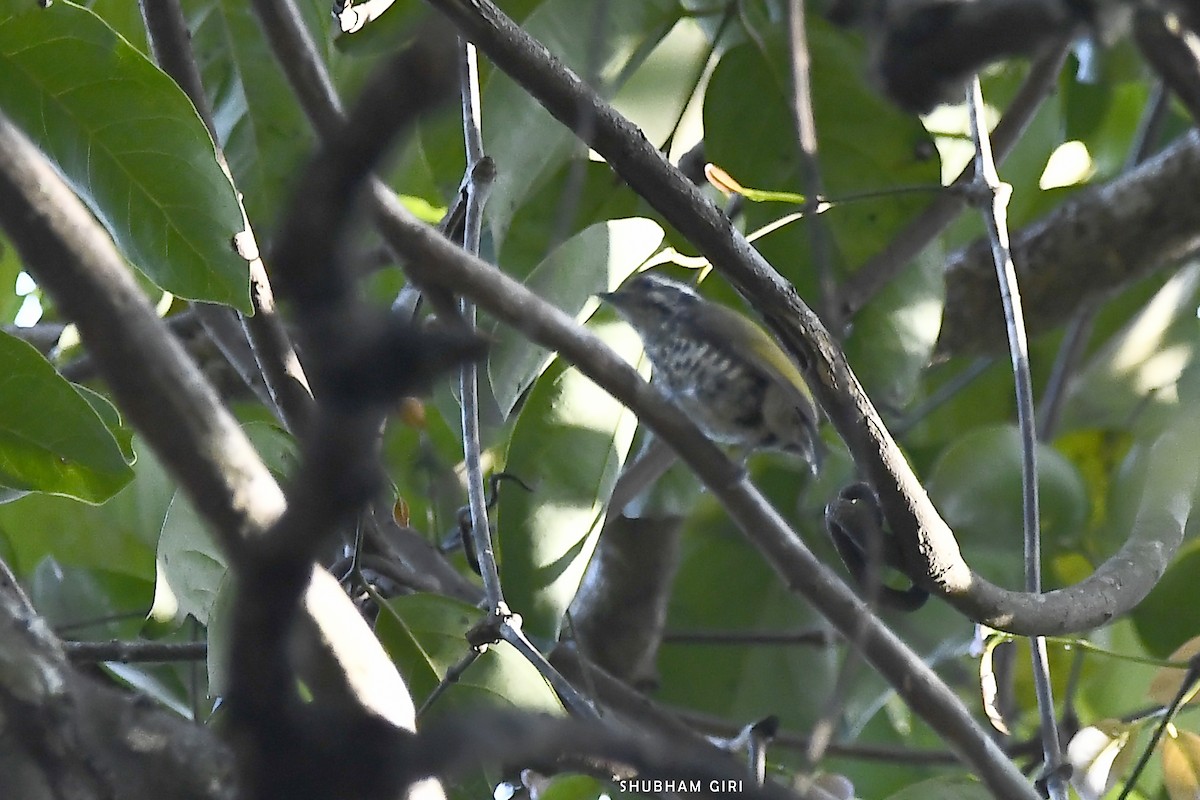Speckled Piculet - ML614384296
