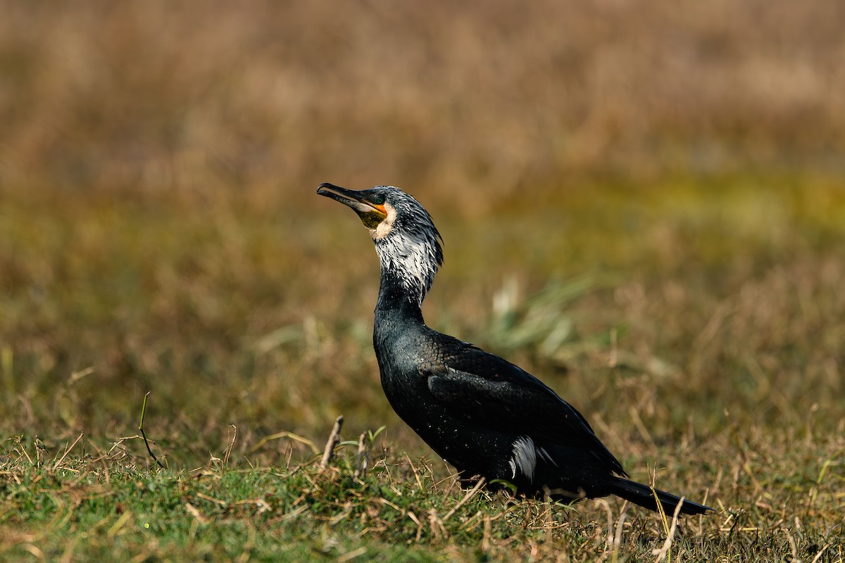 Great Cormorant - ML614384364