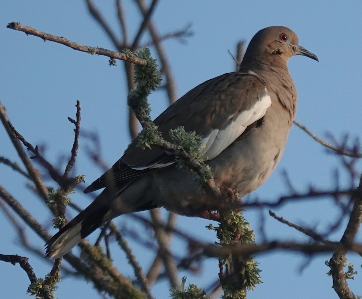 White-winged Dove - ML614384378