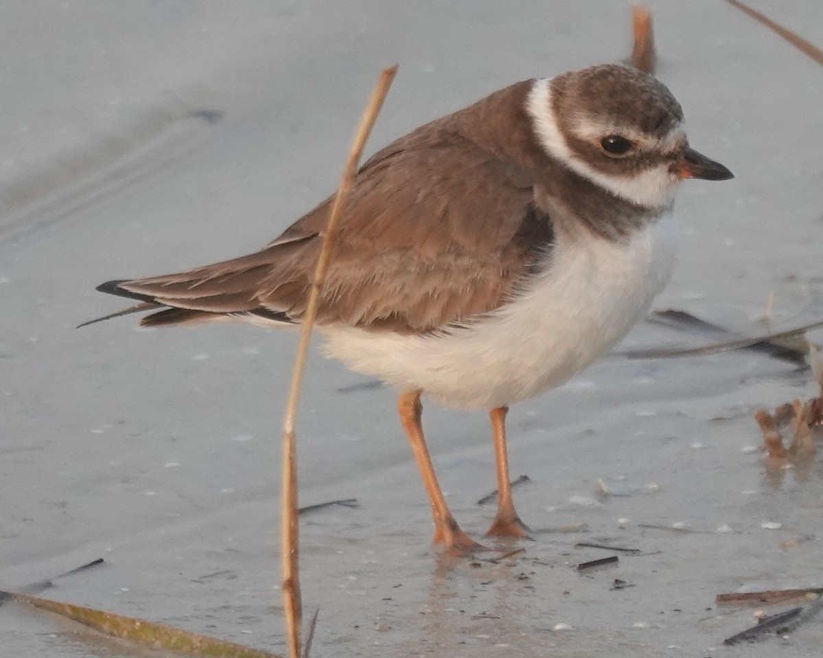 Semipalmated Plover - ML614384391