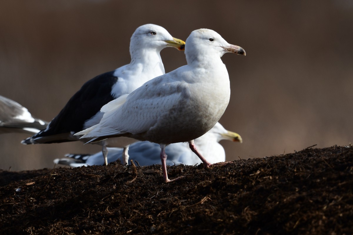 Glaucous Gull - ML614384443