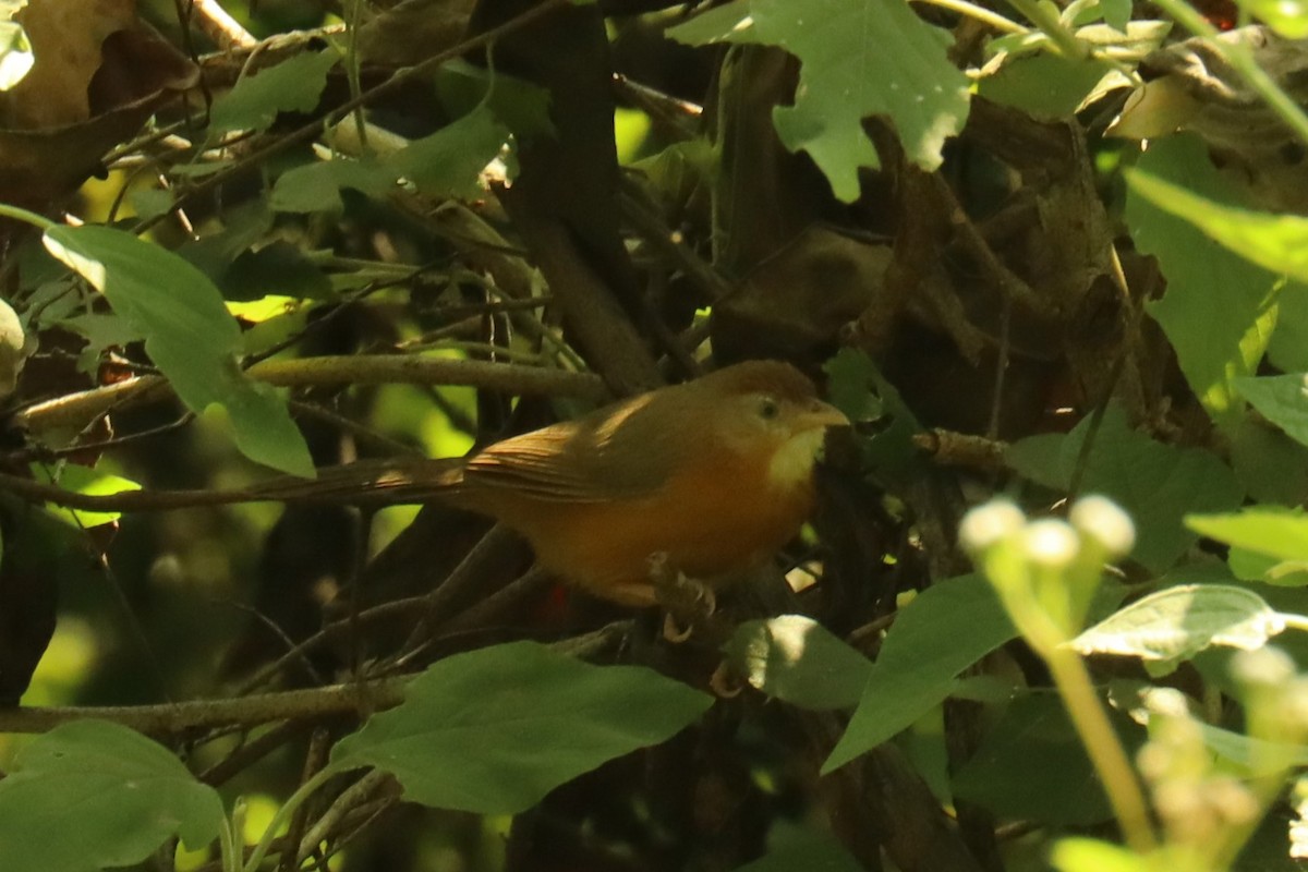 Tawny-bellied Babbler - ML614384511