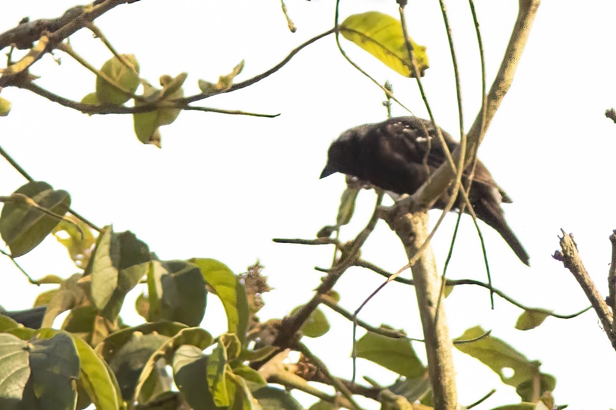 Gray-headed Nigrita - ML614384543