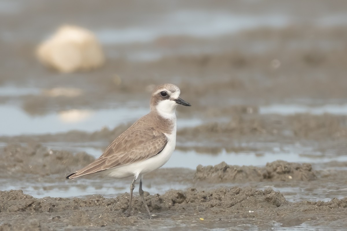 Greater Sand-Plover - ML614384591