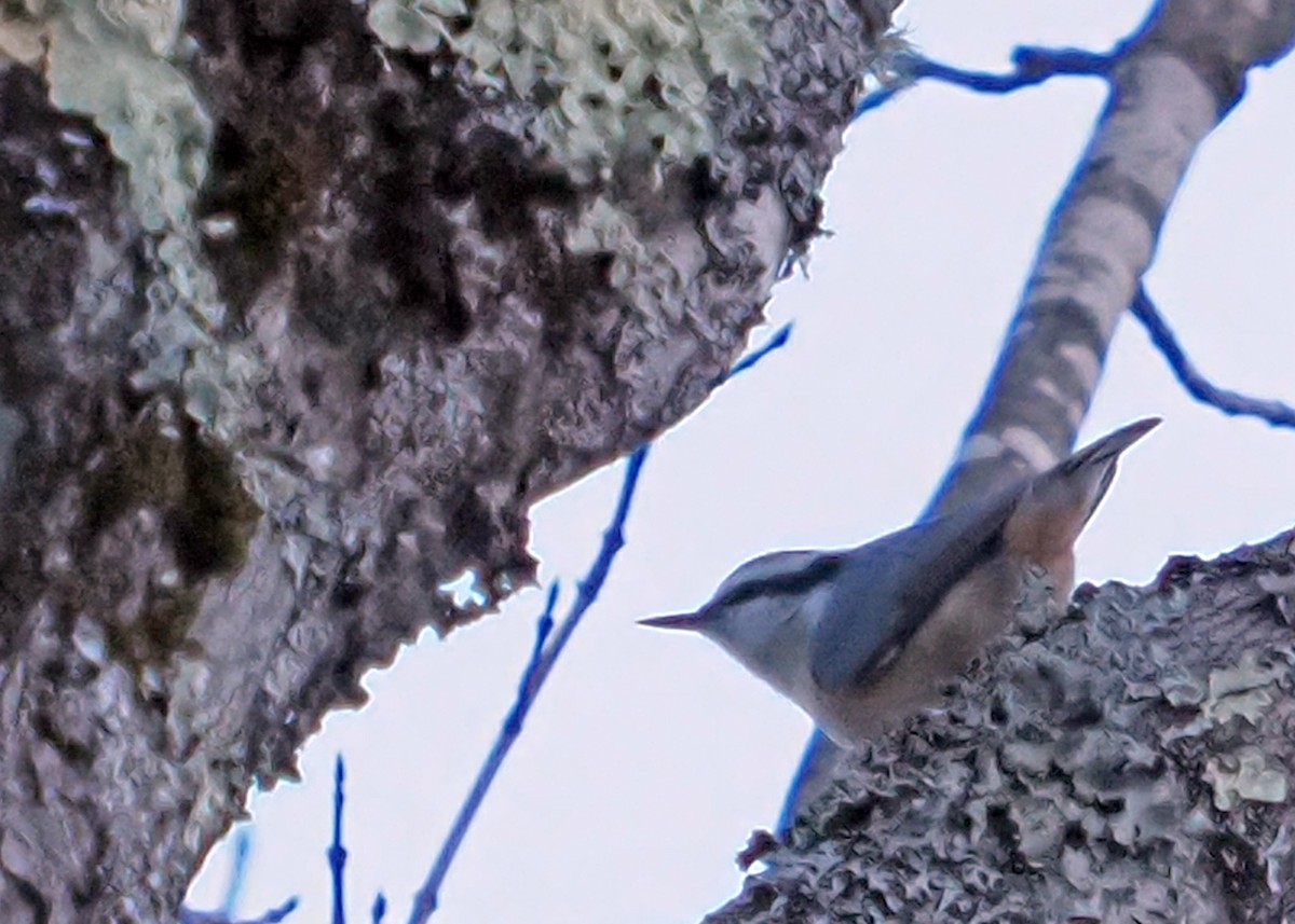 Red-breasted Nuthatch - gary james